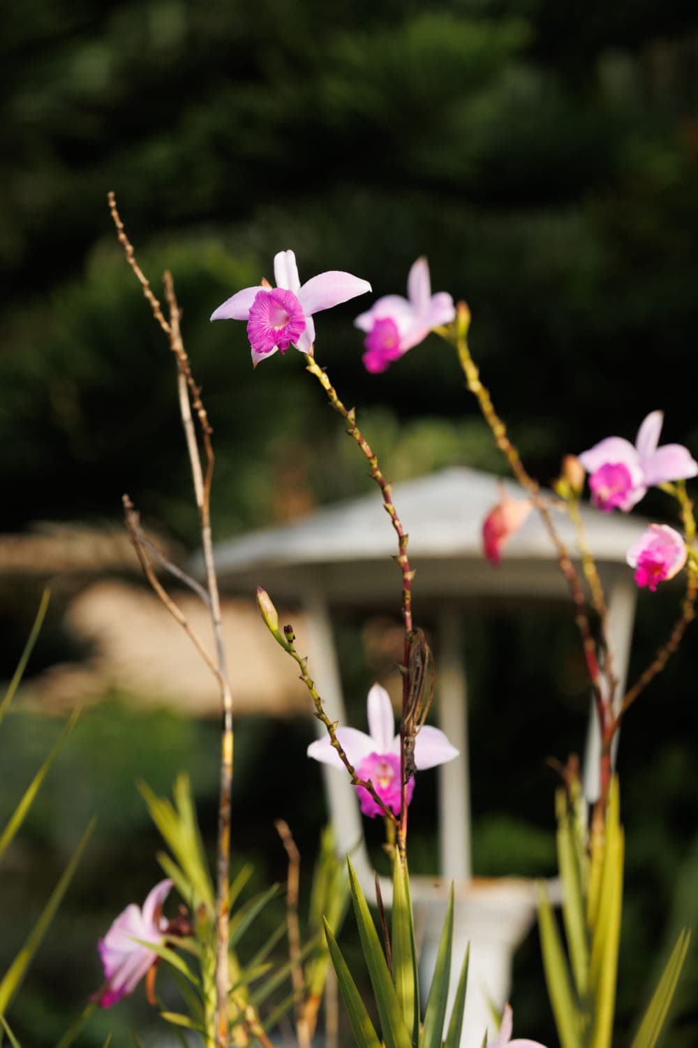 Orquídeas cor-de-rosa no jardim onde a campanha Delícias de Verão foi fotografada